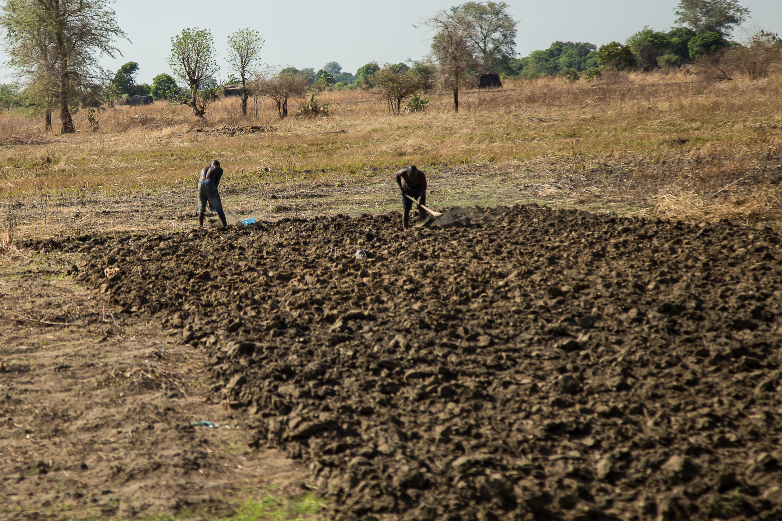 Hand tilling fields.