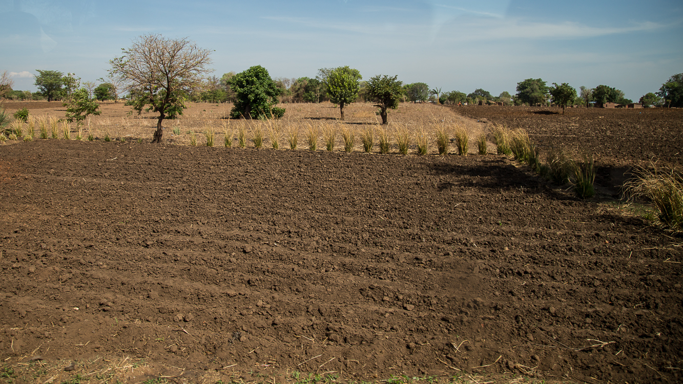 Fields for corn.